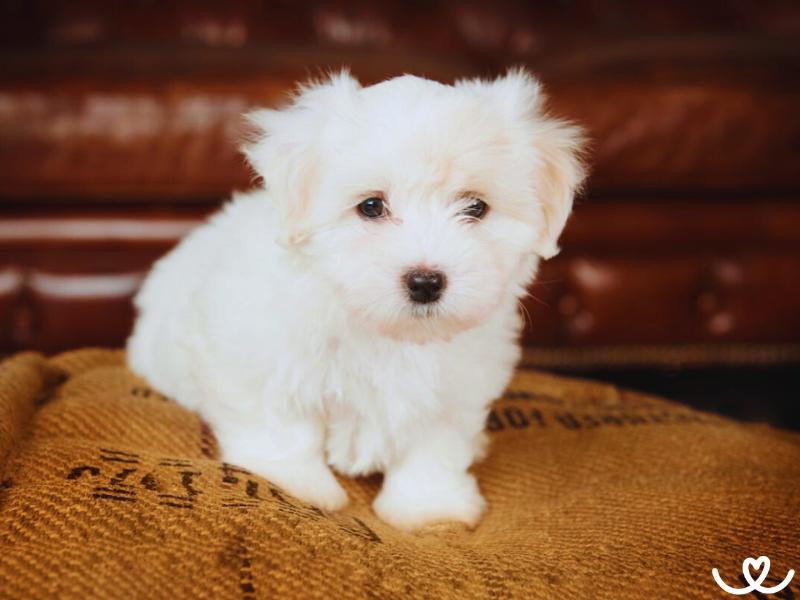 Plemeno-coton-de-tulear (9)